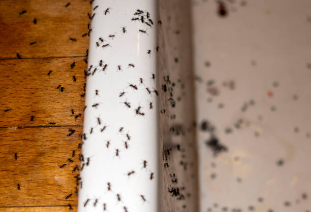 Best Pest Removal Services  in Napervle, IL