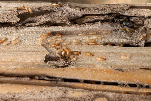 Best Pest Control for Homes  in Napervle, IL